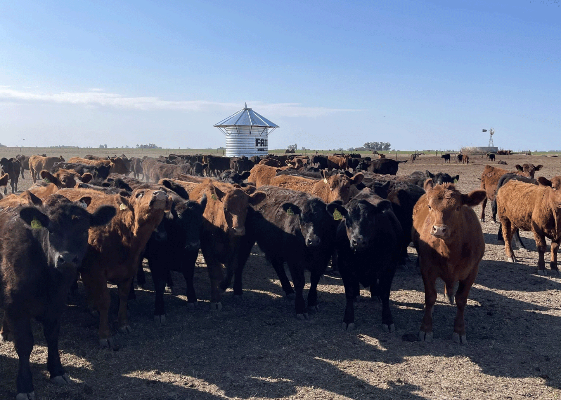 Feedlot Ecológico