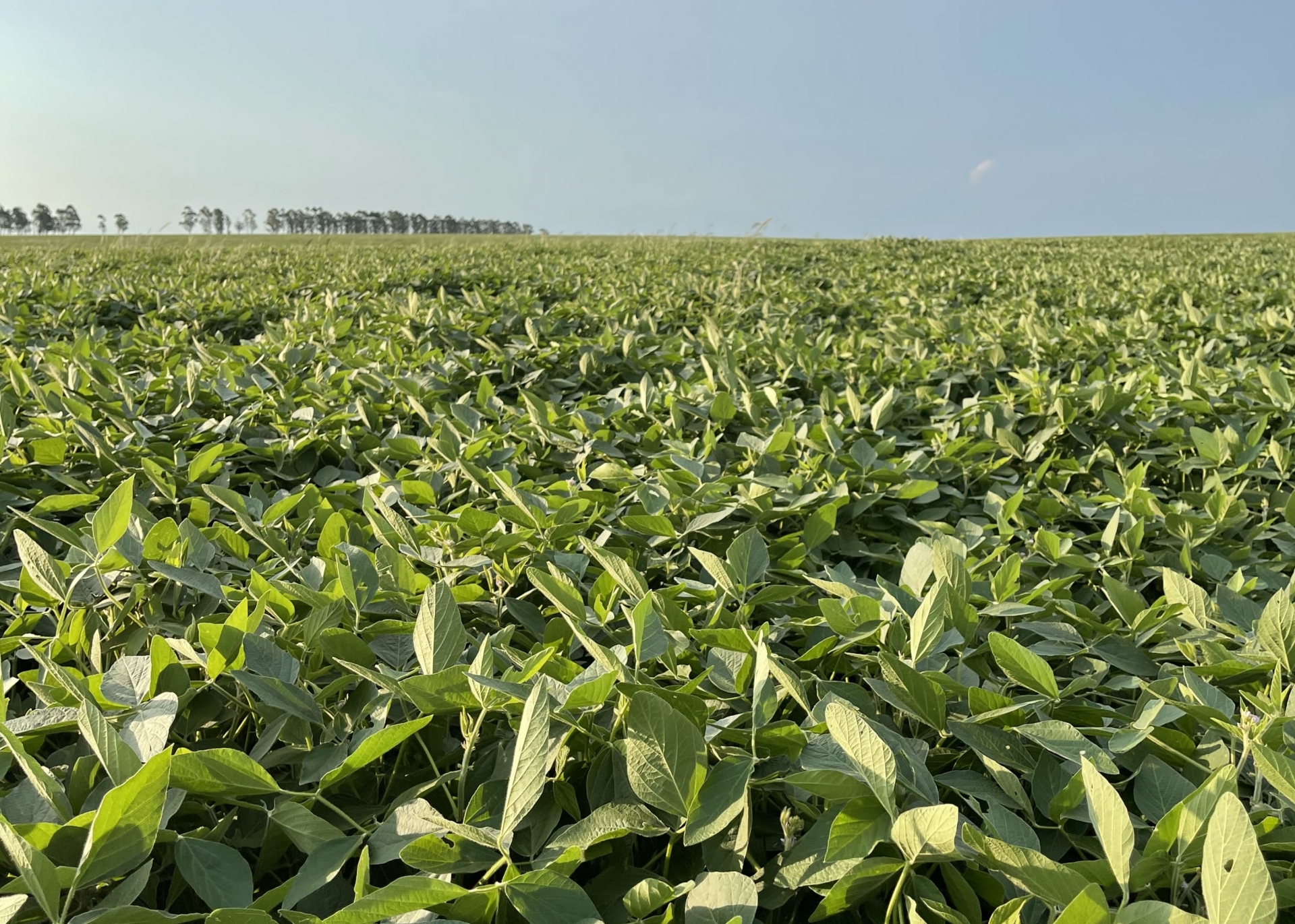Agricultura